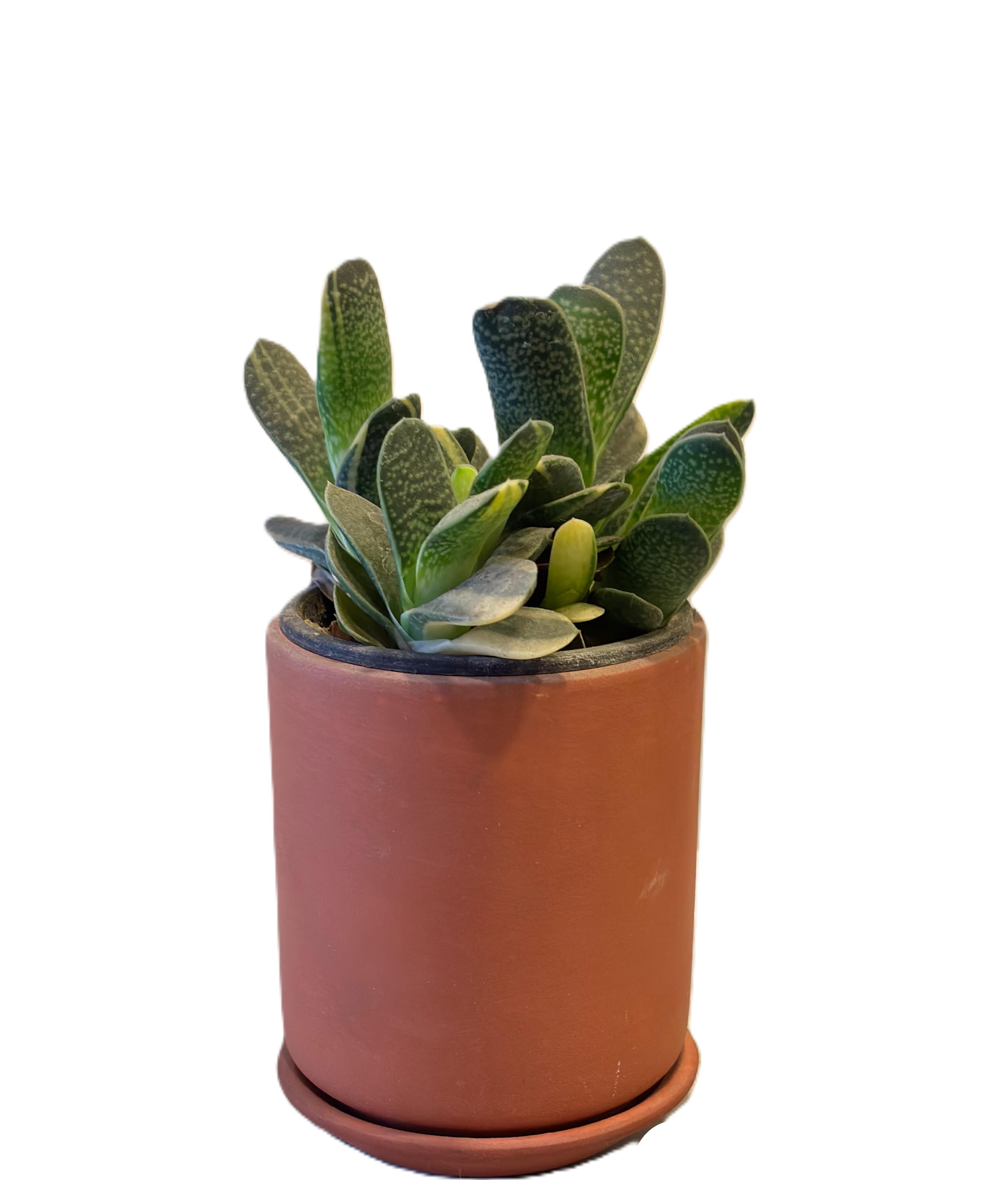 Modern Terracotta Gasteria